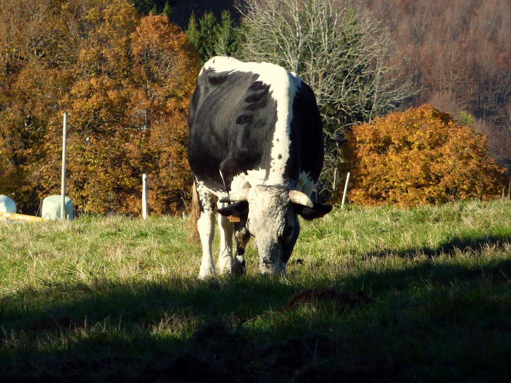 Gîte Schlitteur Et Sapiniere Breitenbach Exterior foto